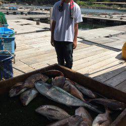海の釣堀 海恵 釣果