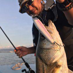 アマテラス 釣果