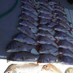 タイラバ遊漁船 ワンピース 釣果