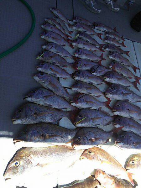 タイラバ遊漁船 ワンピース 釣果