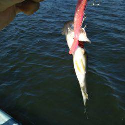 アマテラス 釣果