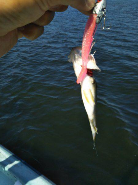 アマテラス 釣果