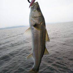 アマテラス 釣果