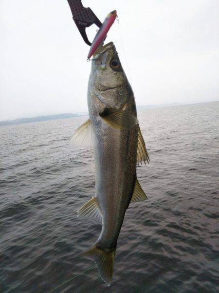 アマテラス 釣果