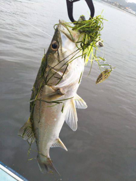 アマテラス 釣果