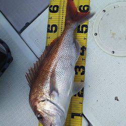 タイラバ遊漁船 ワンピース 釣果