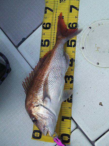 タイラバ遊漁船 ワンピース 釣果