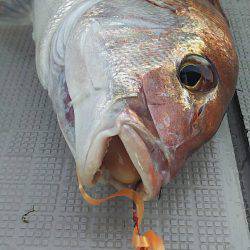 タイラバ遊漁船 ワンピース 釣果