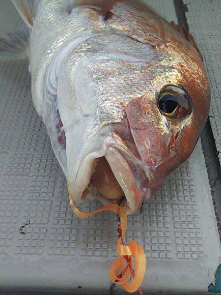 タイラバ遊漁船 ワンピース 釣果