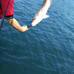 タイラバ遊漁船 ワンピース 釣果