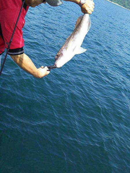 タイラバ遊漁船 ワンピース 釣果