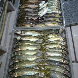 エンペラー 釣果