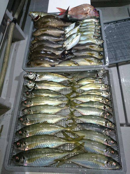 エンペラー 釣果