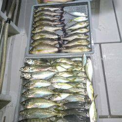 エンペラー 釣果