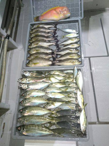 エンペラー 釣果