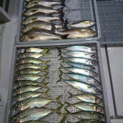 エンペラー 釣果