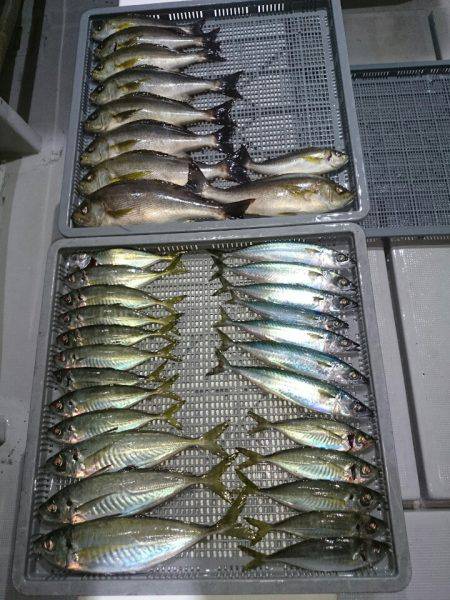 エンペラー 釣果