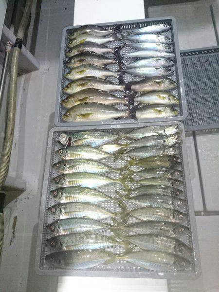 エンペラー 釣果