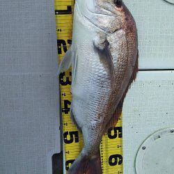 タイラバ遊漁船 ワンピース 釣果