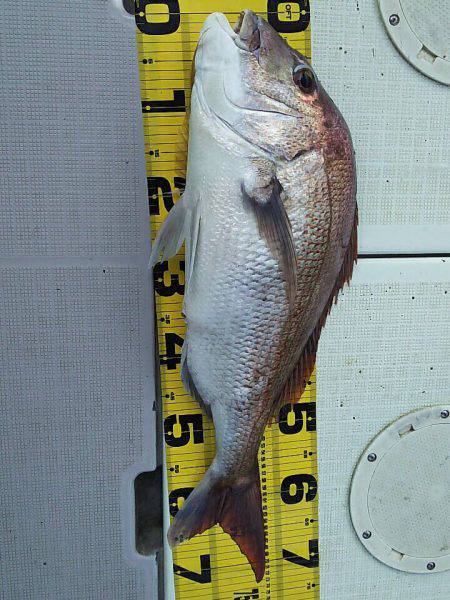 タイラバ遊漁船 ワンピース 釣果