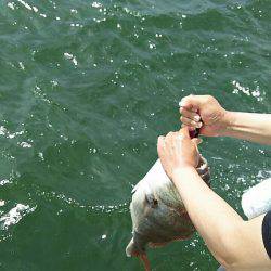 タイラバ遊漁船 ワンピース 釣果