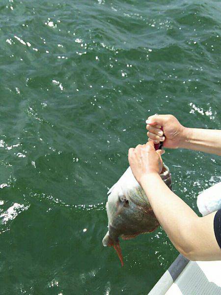 タイラバ遊漁船 ワンピース 釣果