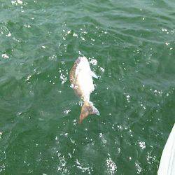 タイラバ遊漁船 ワンピース 釣果