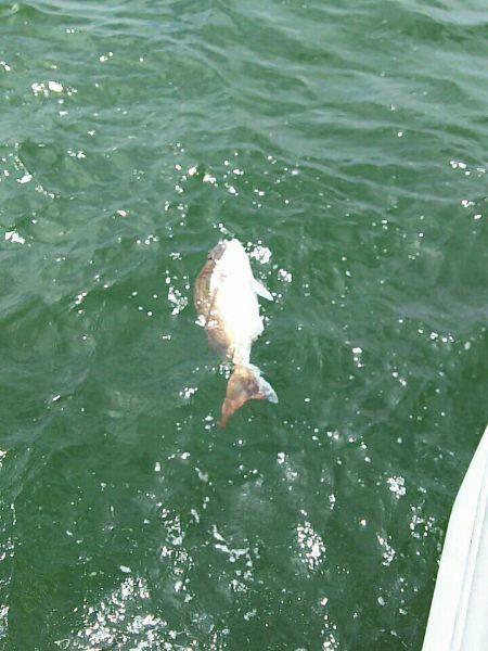 タイラバ遊漁船 ワンピース 釣果