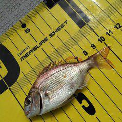 タイラバ遊漁船 ワンピース 釣果