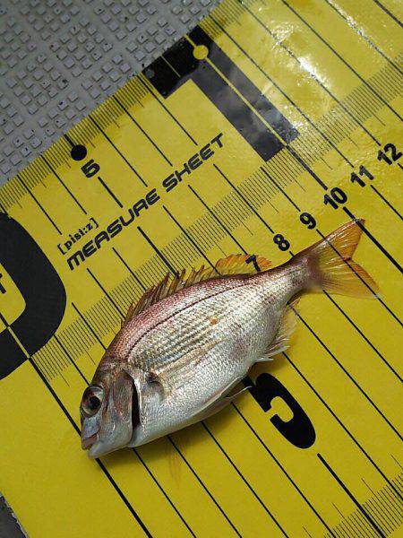 タイラバ遊漁船 ワンピース 釣果