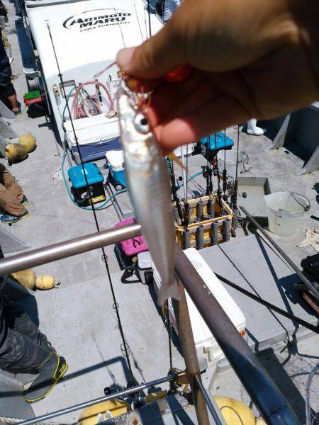 ありもと丸 釣果