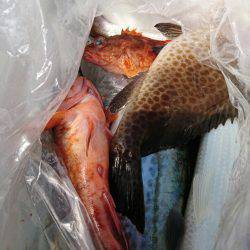 ブルースフィッシングサービス 釣果