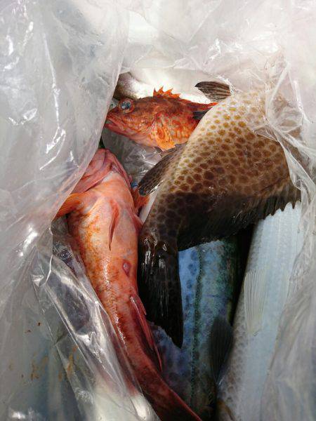 ブルースフィッシングサービス 釣果