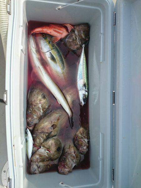 エンペラー 釣果