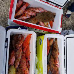 ソルトウォーターガイドフレンズ 釣果