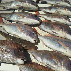 タイラバ遊漁船 ワンピース 釣果