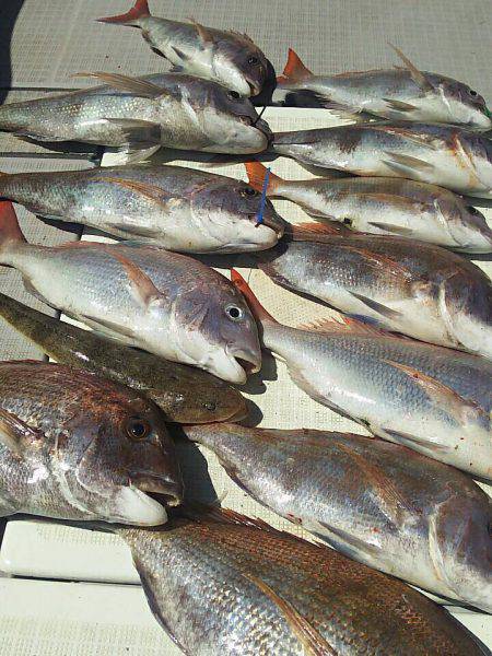 タイラバ遊漁船 ワンピース 釣果