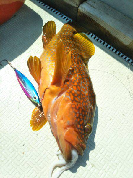 アマテラス 釣果