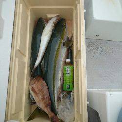 エンペラー 釣果