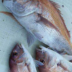 タイラバ遊漁船 ワンピース 釣果