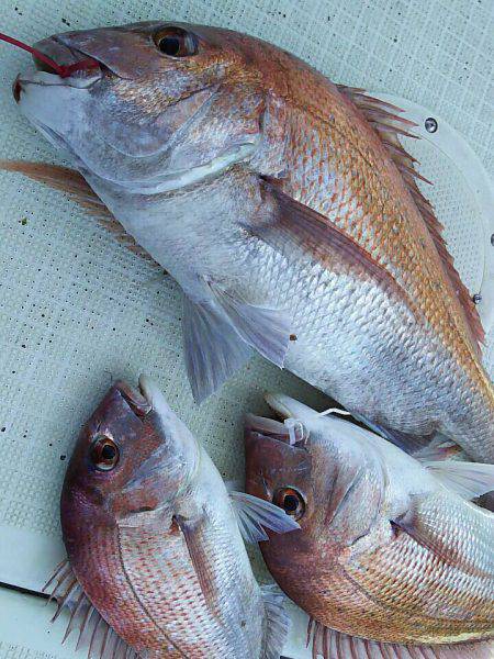 タイラバ遊漁船 ワンピース 釣果