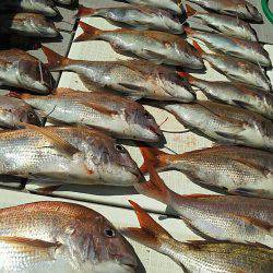 タイラバ遊漁船 ワンピース 釣果