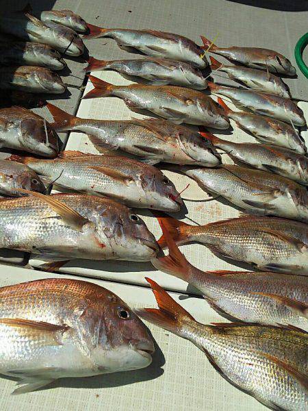 タイラバ遊漁船 ワンピース 釣果