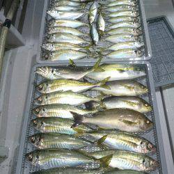 エンペラー 釣果