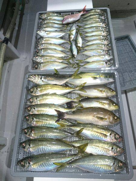 エンペラー 釣果