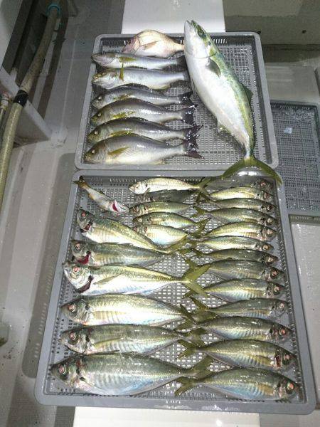 エンペラー 釣果