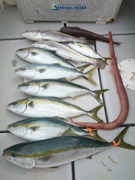 エンペラー 釣果