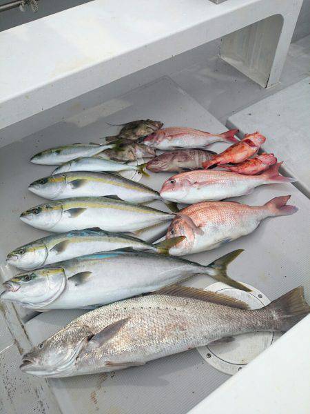 エンペラー 釣果