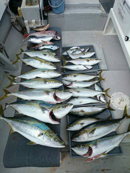 エンペラー 釣果