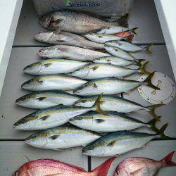 エンペラー 釣果